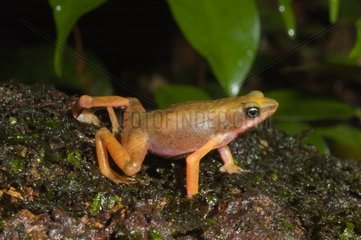 Cayenne Stubfoot Toad in Guyana