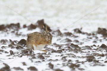 European brown hare in snow in winter Hesse Germany