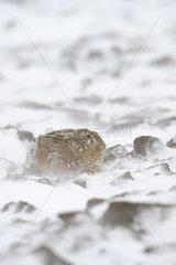European brown hare in snow in winter Hesse Germany