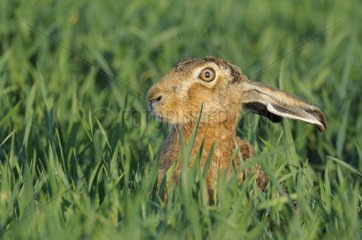 Brown hare in a grain field in spring Hesse Germany