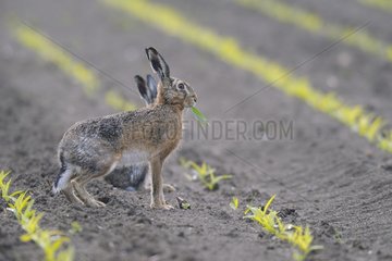 Brown hares in a grain field in spring Hesse Germany