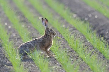 Brown hare in a grain field in spring Hesse Germany