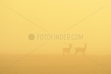 Roe deers in morning light at sunrise Hesse Germany