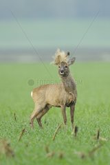 Roe buck with rope in his antler in spring Hesse Germany