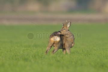 Roe buck in spring on a grain field Hesse Germany