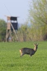 Roe buck in front of hunting hide Hesse Germany
