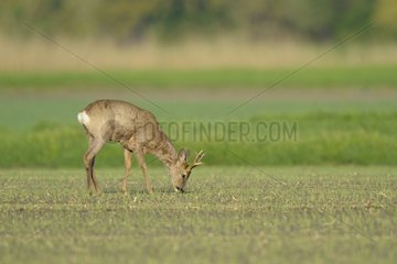 Roe buck in spring on a field Hesse Germany