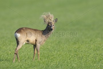 Roe buck with a rope in his antlers Hesse Germany