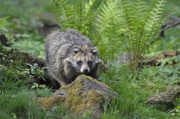 Raccoon dog in spring Hesse Germany
