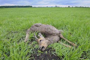 Dead roe buck on a field in spring Hesse Germany