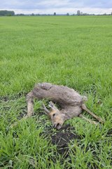 Dead roe buck on a field in spring Hesse Germany