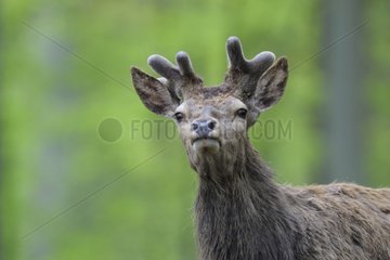 Red deer in spring with velvet on his antler Germany