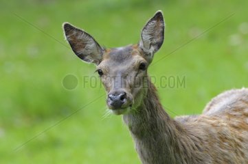 Red deer female in spring Germany