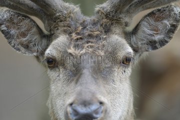 Portrait of a red deer Germany