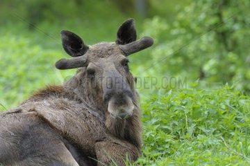 Bull moose with velvet on his antler Germany