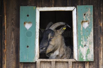Portrait of a Goat in her stable in Bavaria Germany