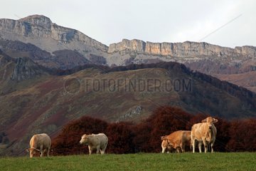 Cows on the plateau Lhiers in the Pyrenees France