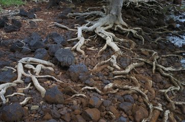 Roots of a tree at the beach New Caledonia