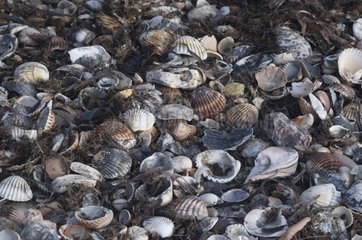 Shells on the beach Palavas-Les-Flots in Herault France