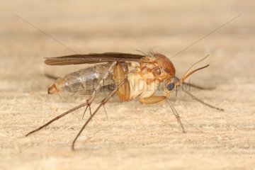 Mosquito Evere in Belgium