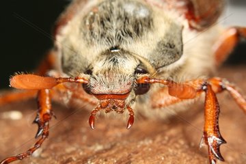 Portrait of a Cockchafer at Evere in Belgium