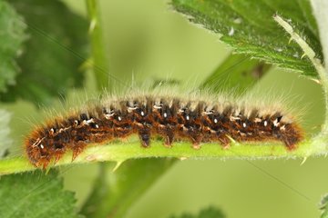Lepidoptera larva in a wasteland Belgium