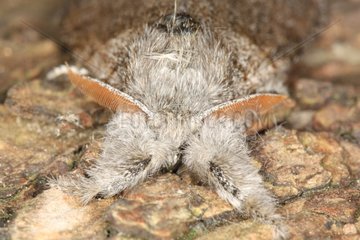 Portrait of a Pale tussock in spring Belgium