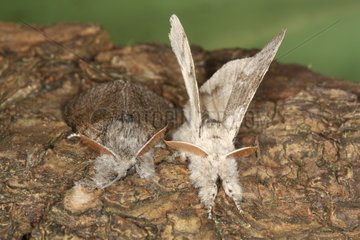 Couple of Pale tussock in spring Belgium