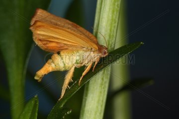 Budworm on a leaf at spring Belgium