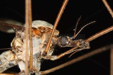 Closeup of a Giant Cranefly Belgium