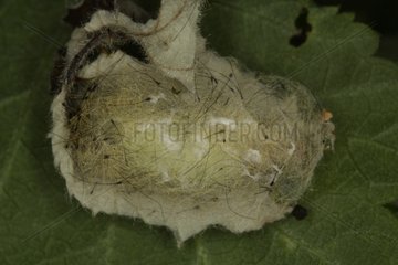 Cocoon of a moth on a leaf in Belgium