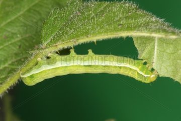 Papilon caterpillar eating a leaf Belgium