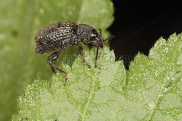 Weevil on a leaf spring Belgium