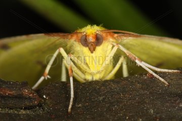 Portrait of a Brimstone Moth at spring Belgium