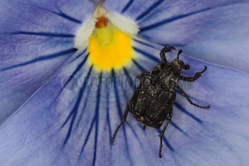Scarab beetle on a mauve flower at spring Belgium