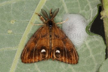 Male moth on a leaf spring Belgium