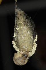Female butterfly in the cocoon with eggs in Belgium