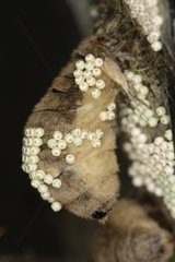 Female butterfly in the cocoon with eggs in Belgium