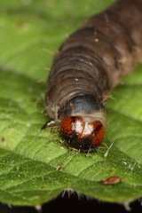 Lepidoptera caterpillar on a leaf Belgium