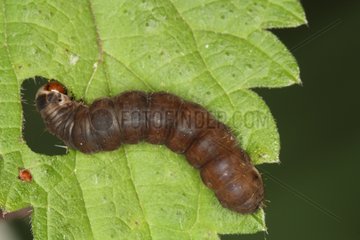 Lepidoptera caterpillar on a leaf Belgium