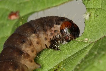 Lepidoptera caterpillar eating a leaf Belgium