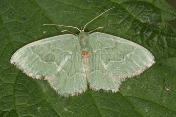 Common Emerald on a leaf at spring Belgium