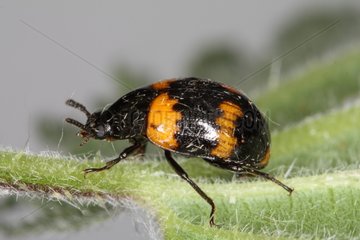 Burying Beetle on a plant Belgium
