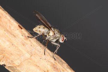 Diptera profile view in Belgium