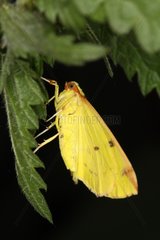Brimstone moth on a leaf at spring Belgium