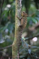 Agama on a tree in undergrowth Sumatra Gunung Leuser NP