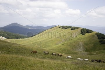 Horses Barbe Vercors Plateau France