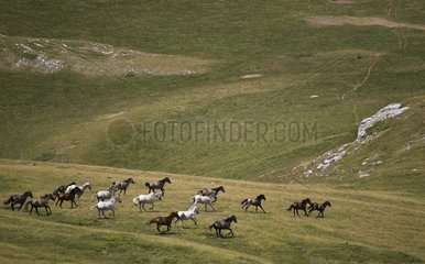 Horses Barbe Vercors Plateau France