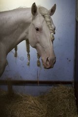 Portrait of White Arab barbe stallion with mane braided