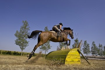 Rider on Thoroughbred horse jumping over an cross obstacle